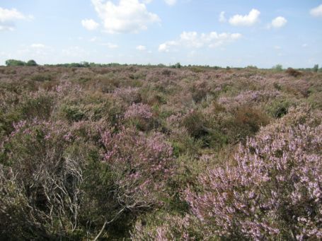 Bergen-Well NL : Maasdünen, Heidelandschaft am Ceresweg